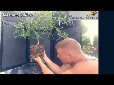 Weeping Willow - Re-potting & wiring some branches
