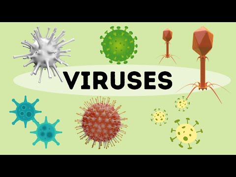 What is a virus?- An Introduction