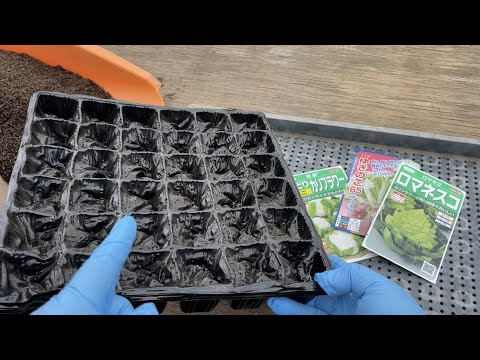 園芸 カリフラワー