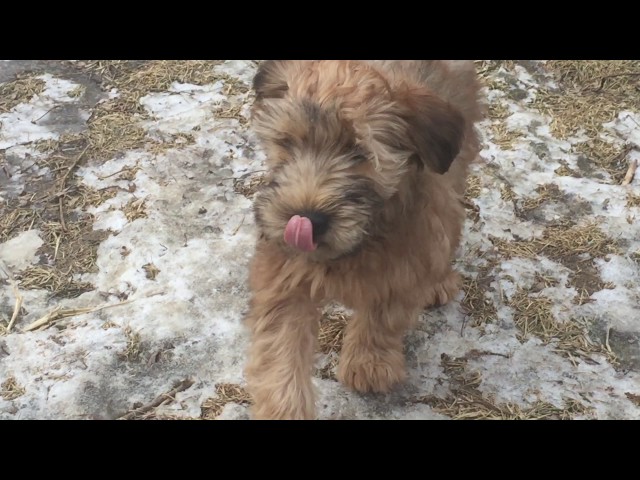Soft Coated Wheaten Terrier puppy for sale