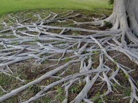 FG  Raices de Un Grán Amor - Antonio Castillo