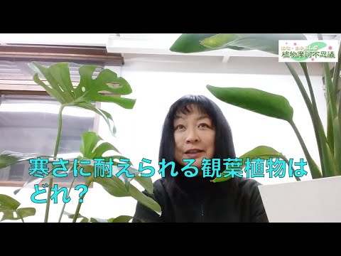 耐寒性の花: 冬でも外にいても大丈夫な植物はどれですか?  庭園