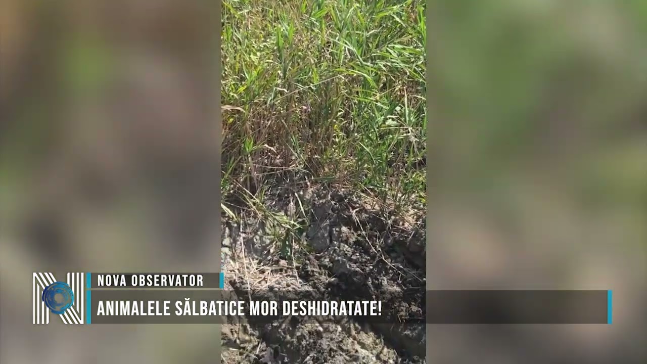 Animalele sălbatice mor deshidratate!