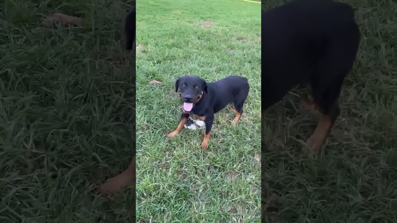 Enlarge GRETTA, a ADOPTABLE Rottweiler in Chapel Hill, NC video 6/6