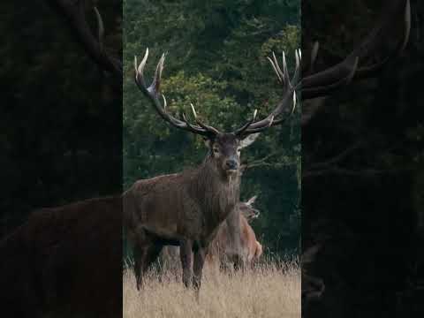 Sound of a  Deer. Cerf brame !