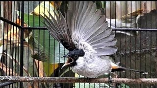 Download lagu SUARA BURUNG KUTILANG BETINA BIRAHI MEMANGGIL KUTILANG JANTAN !!! mp3