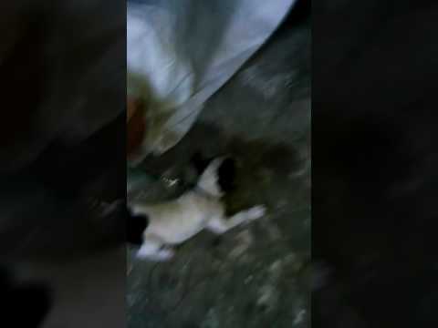 kesian dia sudah mati sudah lagi garang😢