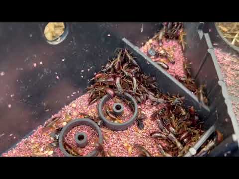 Bait Station Filled with Earwigs in East Windsor, NJ
