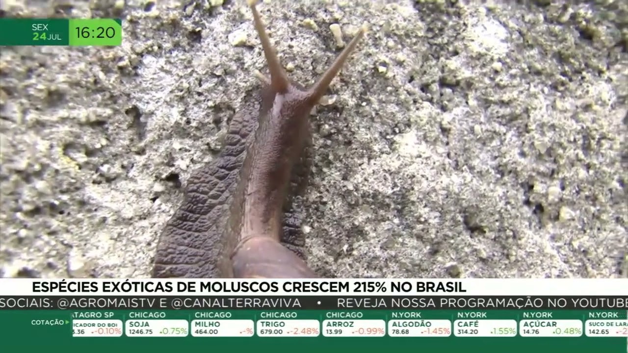 Espécies exóticas de moluscos crescem 215% no Brasil