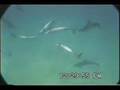 Dolphin burst pulses and agressive sounds 