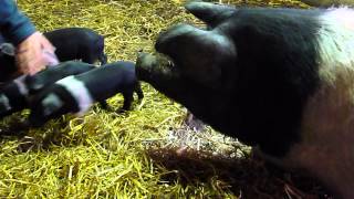 preview picture of video 'Piglets feeding and exploring'