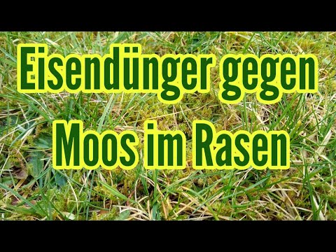 Moos im Rasen entfernen Eisendünger für den Rasen mit Eisendünger düngen