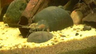 camarones cristal , Macrobrachium lanchesteri ,  , puesta de larvas( nacimiento)