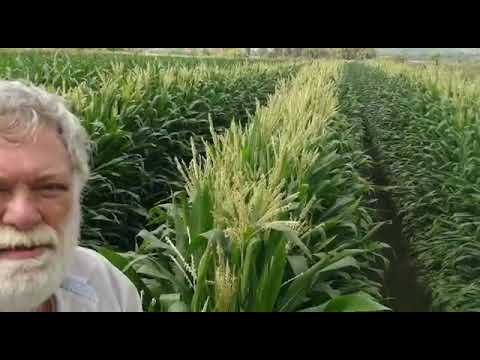 Maíz Amarillo R1 R2 Ernesto Cruz