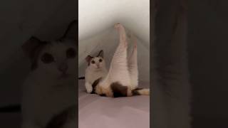 She Found Her Cat Like This 😂