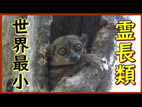 世界最小の霊長類 - 毛耳矮星キツネザル