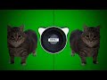 W W OIIA OIIA X Spinning Cat Bass Boosted