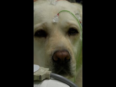 Can dogs understand what we're saying?