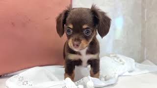 ハーフ犬の動画01