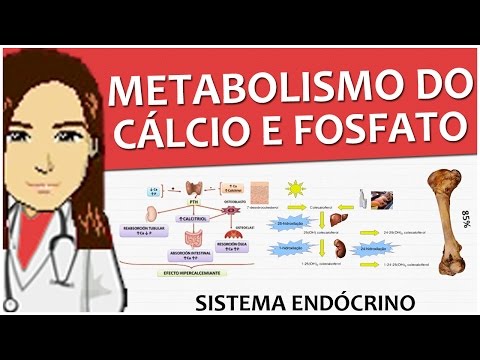 Endocrine System 10 - Regulation of calcium and phosphate metabolism - Video lesson