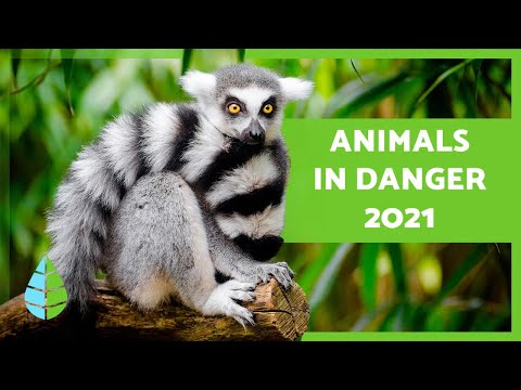 ANIMALS in danger of EXTINCTION in 2021 🐬⚠️