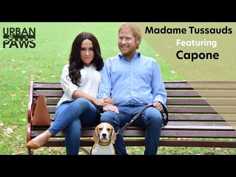 Madame Tussauds featuring Capone