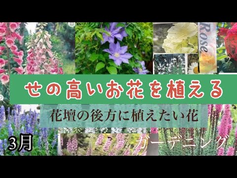 背の高い炎の花 植物