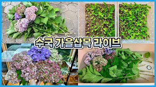 수국 가을삽목 최대 장단점!! 수국 삽목 라이브 #51 (2022-09-12)