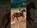 Rap Hiphop Horses Horse Equestrianjourney Music Hiphopmusic Equestrian Hiphopsongs