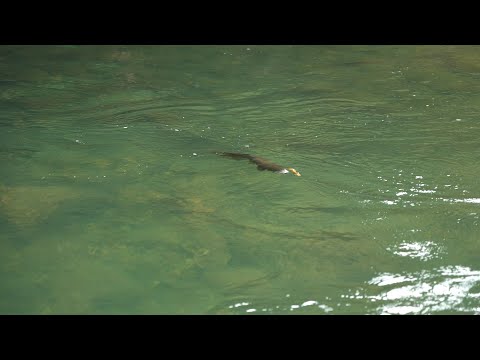How to rig a streamer in fly fishing