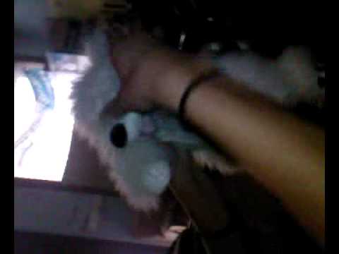 perro dancer zufi power