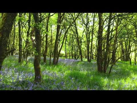 Scotland's Secret Bluebell Woods