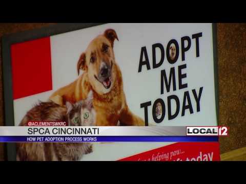 SPCA Cincinnati: How the pet adoption process works