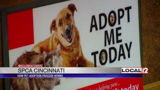 SPCA Cincinnati: How the pet adoption process works