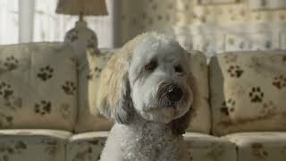 The Honest Kitchen For the Best...and Naughtiest Pups | Muddy Girl Product