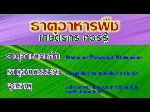 ทิงเจอร์ขิงเพื่อเพิ่มความแข็งแรง สิ่งที่อ่อนแอคำ