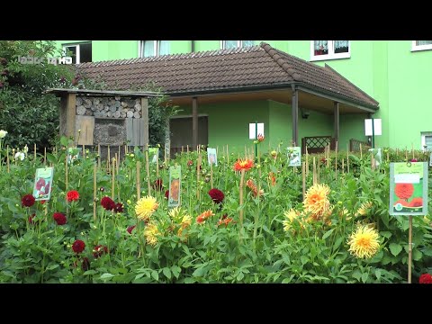 Bad Köstritz - blumig zum Dahlienfest