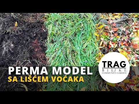 PERMA MODEL WITH FRUIT LEAVES (2021) [TRACE OF THE PLANT]