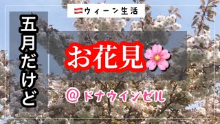 【海外生活】合法ですっぽんぽんになれるドナウインゼルでお花見。