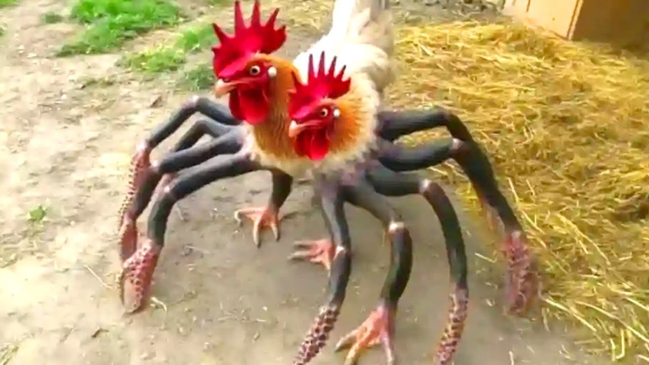 Pinaka Kakaibang Lahi ng Manok na Mukhang Peke Pero Totoo pala!