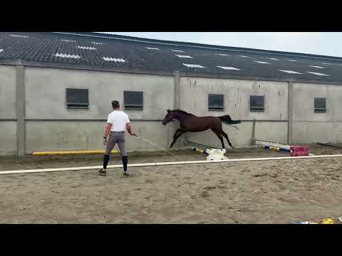 Genesis ( 13/08/24 @ home )