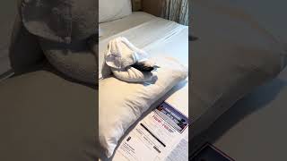 Our Towel Animal Royal Caribbean Ovation of the Seas #cruise #cruiselife #alaska #towelanimal #ship