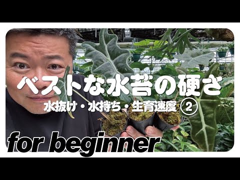 あなたの熱帯植物コレクションに素晴らしい追加を加えま​​しょう。フィットニアのケアについて知っておくべきことは何ですか?  庭園