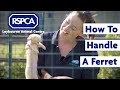 How To Safely Handle A Ferret