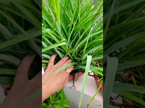 Rajnigandha ke paudhe ki care kaise karen