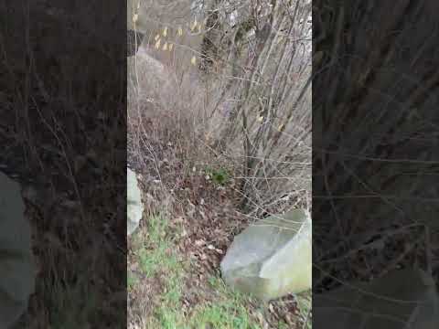 Original B in P1 (1,8g). Für den Preis echt top. (~4,30€ je Packung) #pyro #feuerwerk #silvester