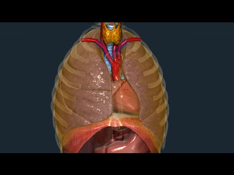 Pleura e seni pleurici