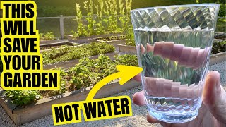 Fix A DYING GARDEN With This Everyday Product | Fast Safe And Natural