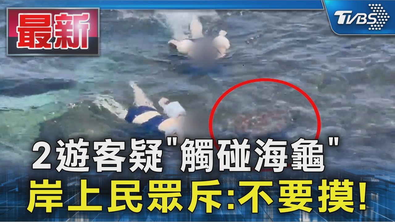 2遊客疑「觸碰海龜」 岸上民眾斥:不要摸!