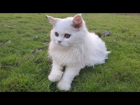 Nimmi’s Day – Cute Funny & Calm Kitten Moments Compilation🐱 Cat Videos For Cats Watch | White Kitten